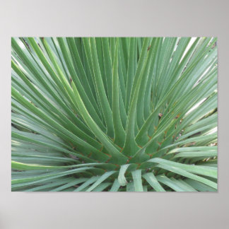 Yucca Poster