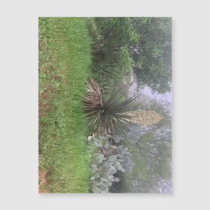 Yucca Scene Magnet (Landschaft)