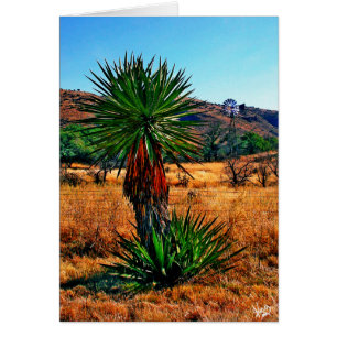 Yucca trifft Windmühle