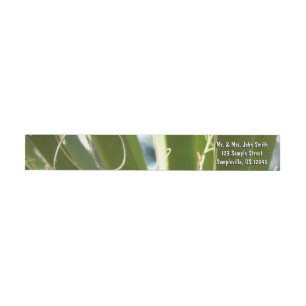 Yucca Verlasse grüne Naturfotografie