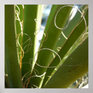 Yucca Verlasse grüne Naturfotografie Poster