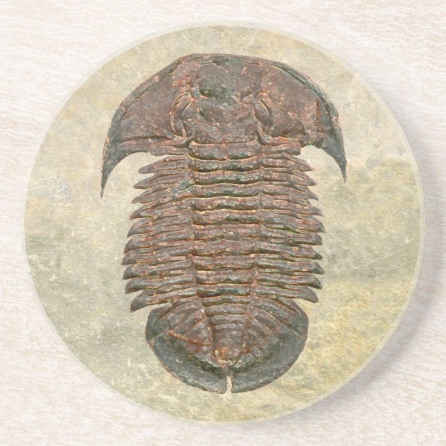 Yuepingia Fossil Trilobit Sandstein Untersetzer (Vorne)