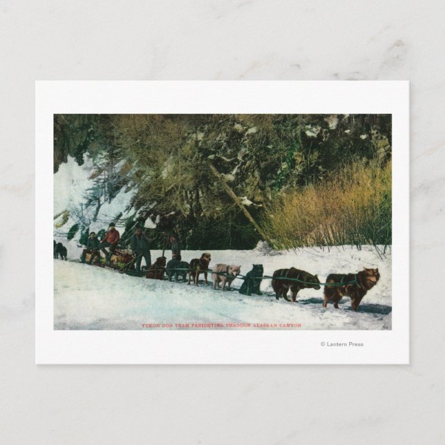Yukon Dog Team Befragung durch den Alaska Canyon Postkarte (Vorderseite)