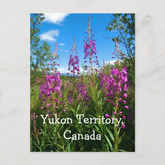 Yukon Fireweed Postkarte (Vorderseite)