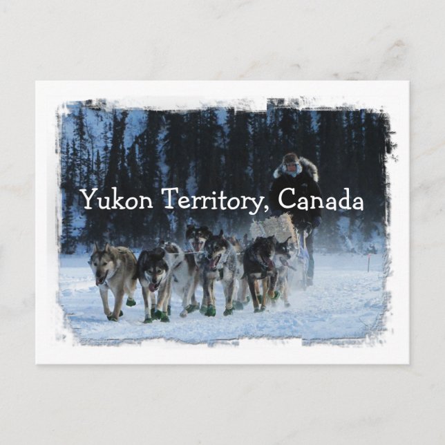 Yukon Quest Dogsled Team Yukon-Gebiet, Kanada Postkarte (Vorderseite)