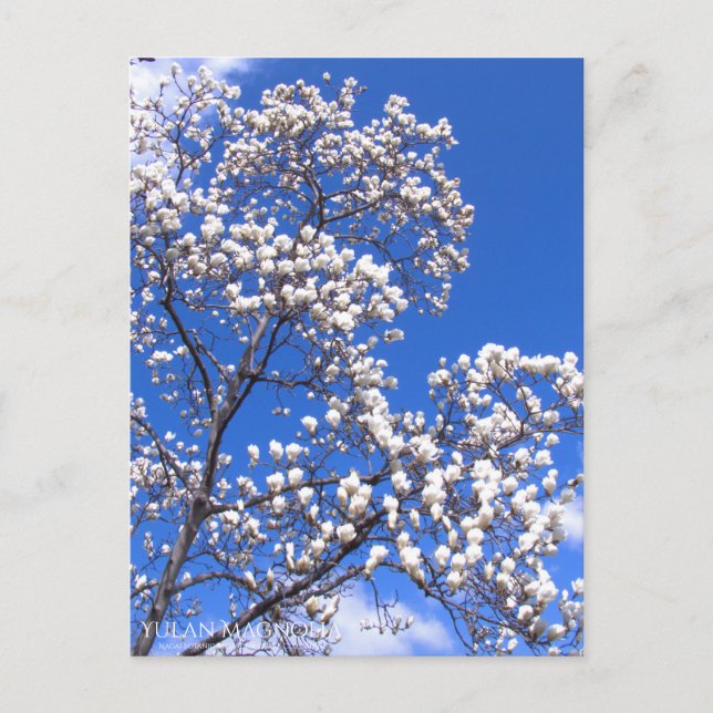 Yulan Magnolia: Postkarte (Vorderseite)