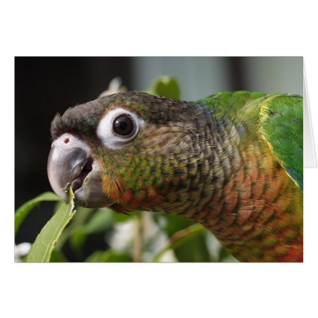 Yum (Vorderseite (Horizontal))