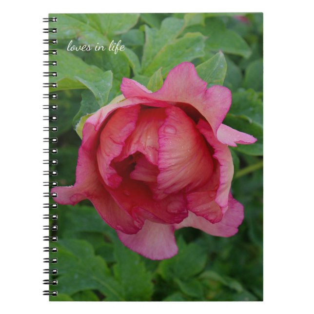 Yummy Pink Blooming Peony Notizblock (Vorderseite)