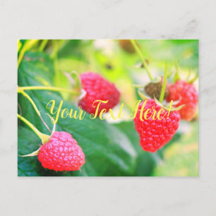 Yummy Red Green Strawberries Postcard Card Postkarte