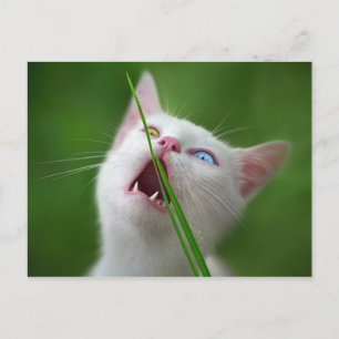 Yummy - Van Cat Postkarte