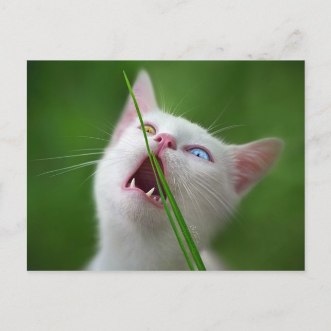 Yummy - Van Cat Postkarte (Vorderseite)