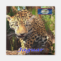 Z006 BELIZE, Belizischer Dschungel, Jaguar, Kühlsc