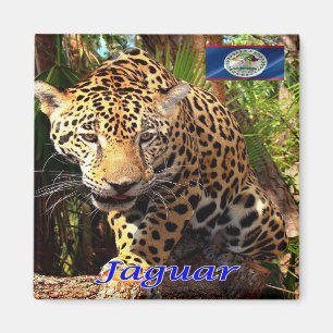 Z006 BELIZE, Belizischer Dschungel, Jaguar, Kühlsc Magnet