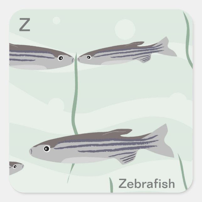Z für Zebrafischkleber Quadratischer Aufkleber (Vorderseite)