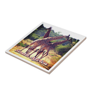 ZA011 SÜDAFRIKA, Giraffen, Fliese