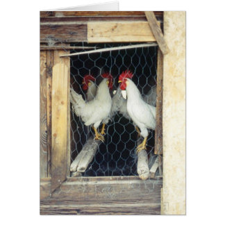 Zählungs-YER-Hühner