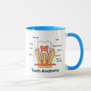 Zahn-Anatomie-Diagramm Tasse