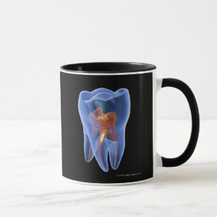 Zahn, transparenter Querschnitt eines Molars Tasse