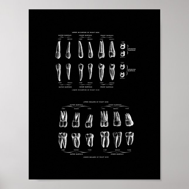 Zähne Anatomie in Schwarz und Weiß. Poster (Vorne)