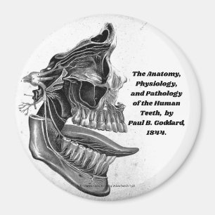 "Zähne " Magnet