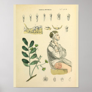 Zahnmedizin Kiefer Anatomie Vintage Kunst Druck Poster
