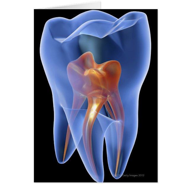 Zahnseide, durchsichtiger Querschnitt eines Molars (Vorne)