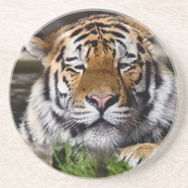 Zambar Tiger Achterbahn Untersetzer (Vorne)