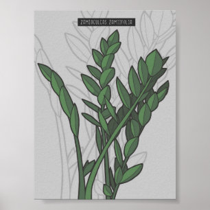 Zamioculcas zamiifolia ZZ Pflanze Poster