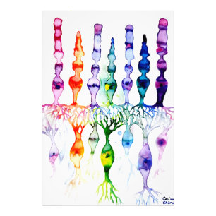 Zapfenzellen Stäbchenzellen und bipolare Neuronen  Fotodruck