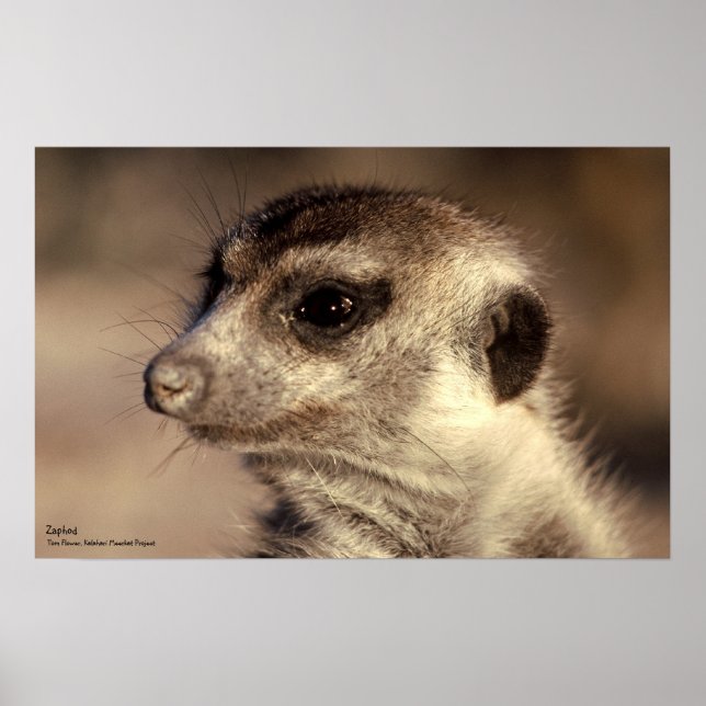 Zaphod Poster - Royal Whiskers Collection (Vorne)