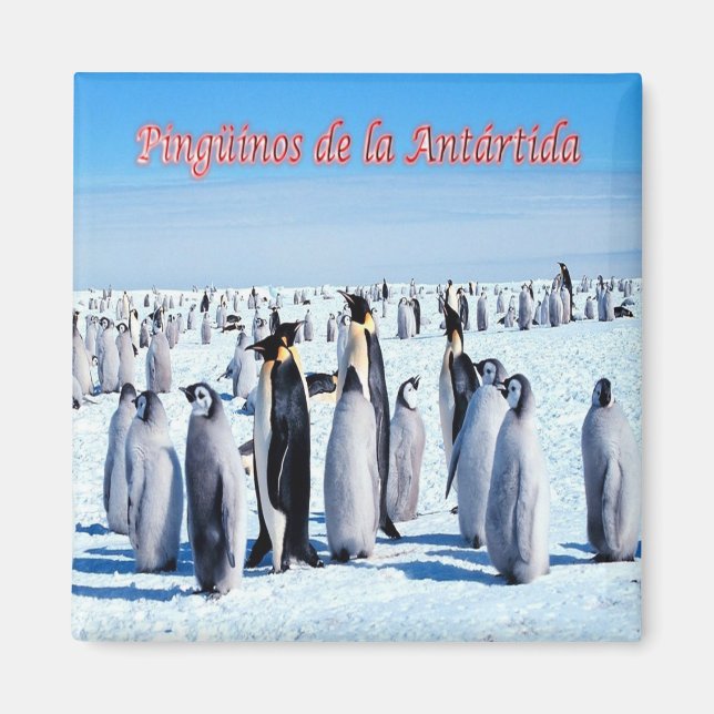 zAR026 - PENGUINS OF ANTARCTICA, Argentinien,Kühls Magnet (Vorne)