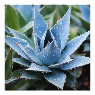 Zarte Agave Botanische Fotorealistische Digitalkun Fotodruck