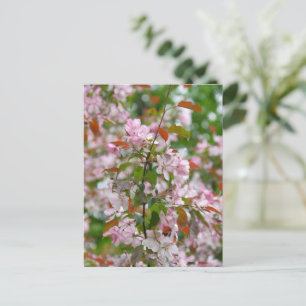 Zarte Apfelbaumzweig mit Blüten Postkarte