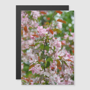 Zarte Äste mit Blüten Apfelbaum Magnetkarte