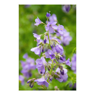 Zarte blaue Blumen auf einem grünen Feld im Frühli Fotodruck
