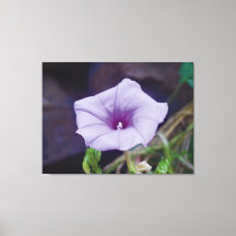 Zarte lila Blüte Nahaufnahme-Fotografie