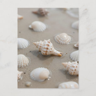 Zarte Muscheln Strand Serenität Postkarte