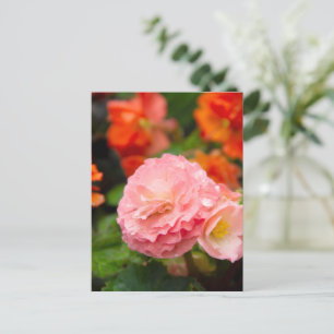 Zarte rosa Blume nach dem Regen Postkarte