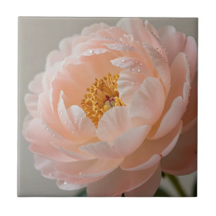 Zarte rosa Pfingstrose mit Tautropfen Fliese