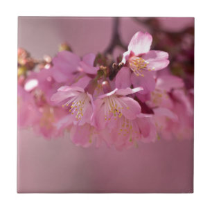 Zarte rosa Sakura-Kirschblüten Bouquet Fliese