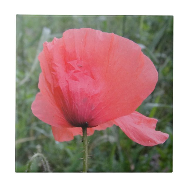 Zarte rote Mohnblume Fliese (Vorderseite)