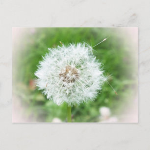 zarte weiße Blüte Postkarte