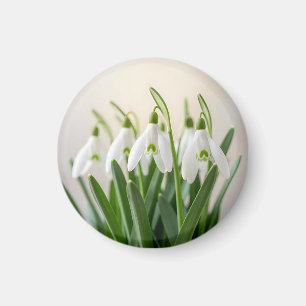 Zarte weiße Schneeglöckchen-Blüten Frühlingsblüte Magnet