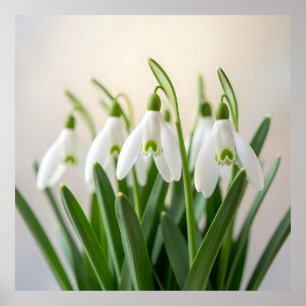 Zarte weiße Schneeglöckchen-Blüten Frühlingsblüte Poster