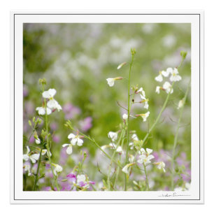 Zarte Wildblumen, weiß und rosa. von SidhartaP Fotodruck