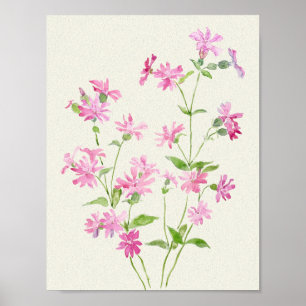 zartes Rose-Rosa Campion Blume Aquarell Poster