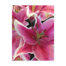 Zauberei der rosa Blume