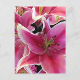 Zauberei der rosa Blume Postkarte