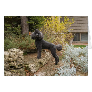 Zauberei in den Tag...