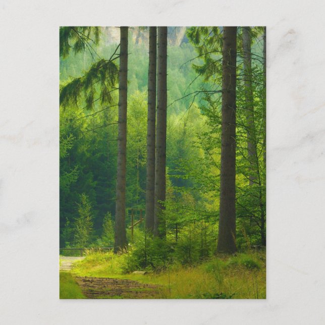 Zauberhafte grüne Waldpfade mit Nebelkern Postkarte (Vorderseite)